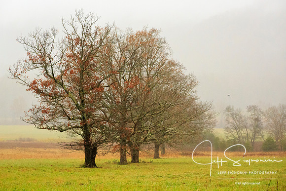Cade's Cove, GSMNP