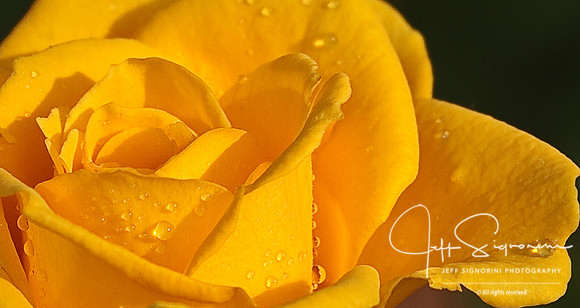 Morning Rose