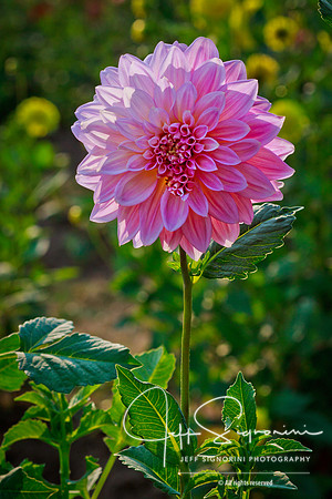 Dahlia