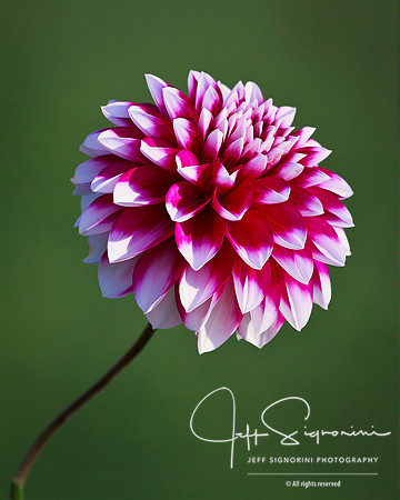 Dahlia
