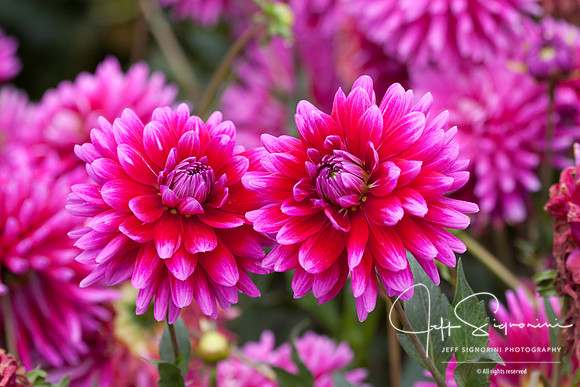 Dahlias