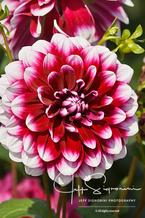 Swan Island Dahlias
