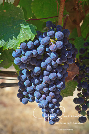 Delfino Vineyard