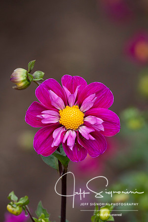 Dahlia
