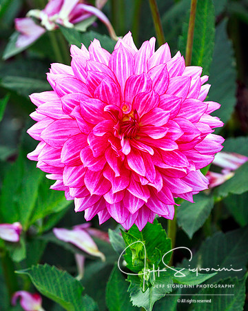 Swan Island Dahlias