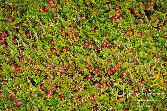 Cranberry Bog, Bandon, Oregon