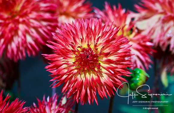 "Cheyenne" dahlia