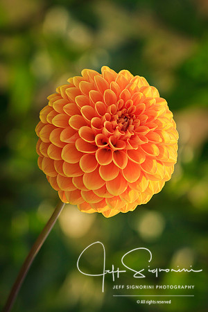 "Amber Queen" dahlia