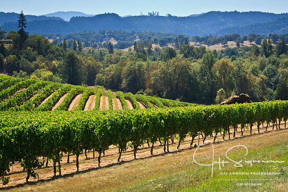 Abacela Vineyard