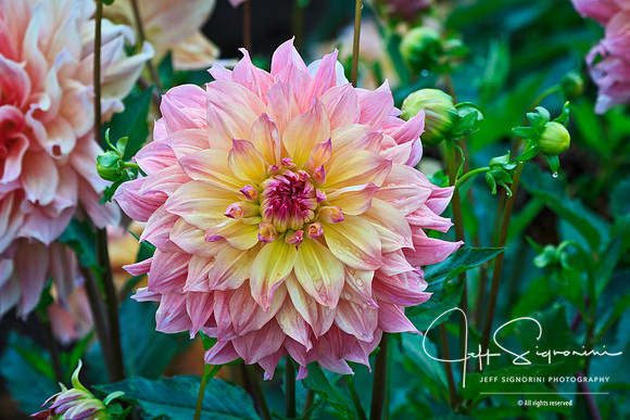 Swan Island Dahlias