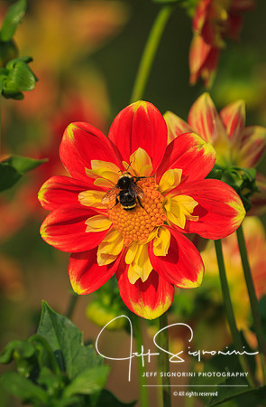 Dahlias