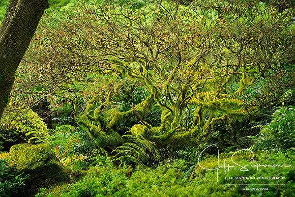 Japanese Garden, Portland