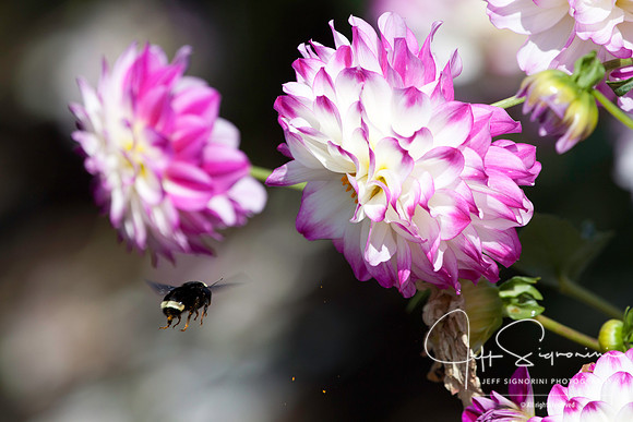Swan Island Dahlias