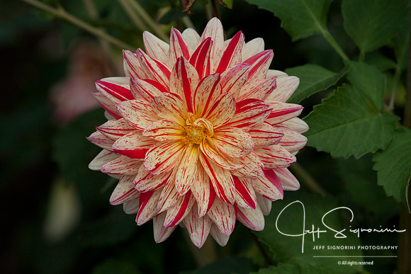 Dahlia