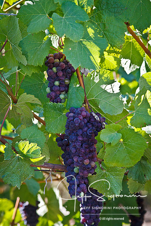Delfino Vineyard