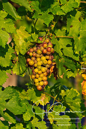 Table Grapes