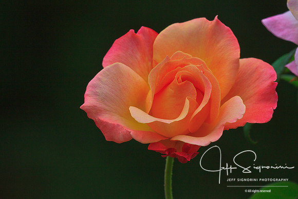 International Rose Test Garden, Portland