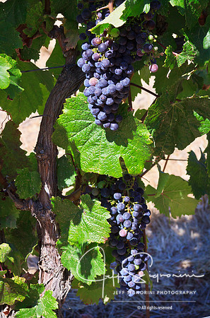 Delfino Vineyard
