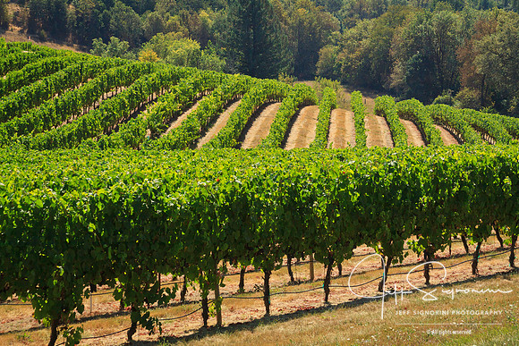 Abacela Vineyard