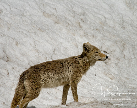 Yellowstone Coyote