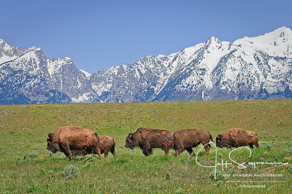 bison and the Tetons along Gros Ventre Rd.