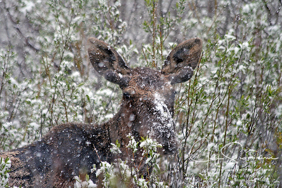 Grand Teton National Park
