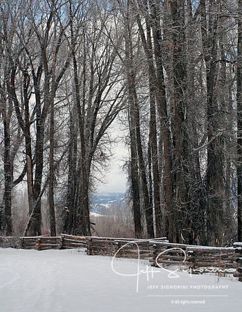 Teton Winter Scene