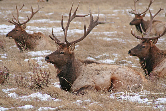 Just Hanging at the National Elk Refuge