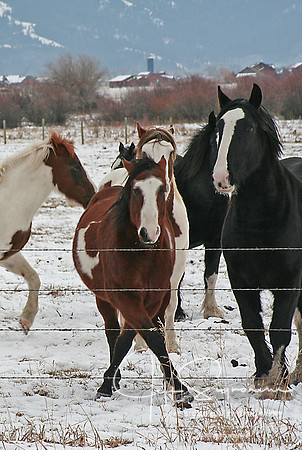 Horse Dancing