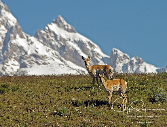 A Pair of Antelopes and the Teton Peaks