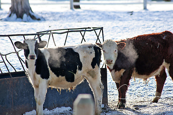 Winter Morn on the Farm