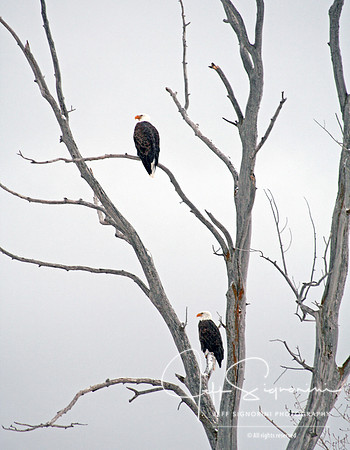 Eagles, Eagles Everywhere