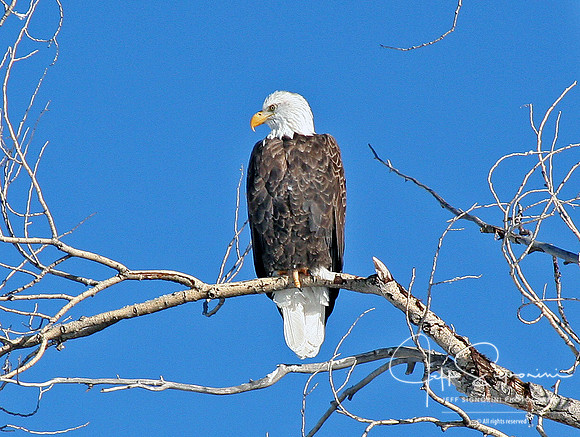 eagle along Gros Ventre Road