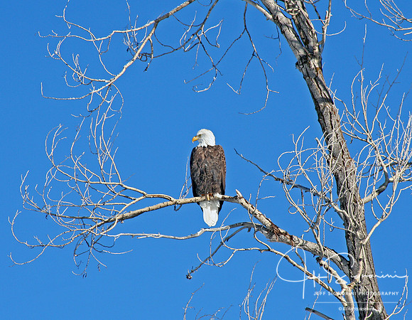 Eagles...