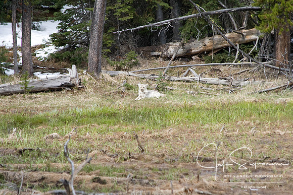 Yellowstone NP  coyote