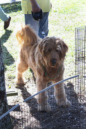 Mutt March 2011 295