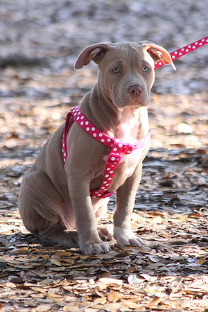 Mutt March 2011 568