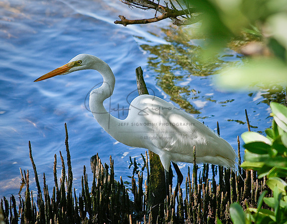 Fishing the Mangroves