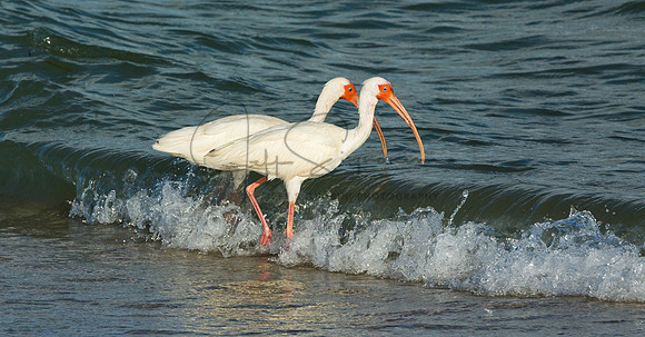 White Ibis