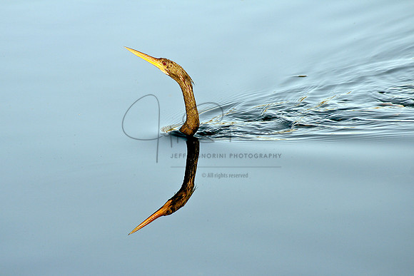 Anhinga