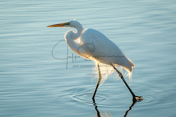 Great Egret