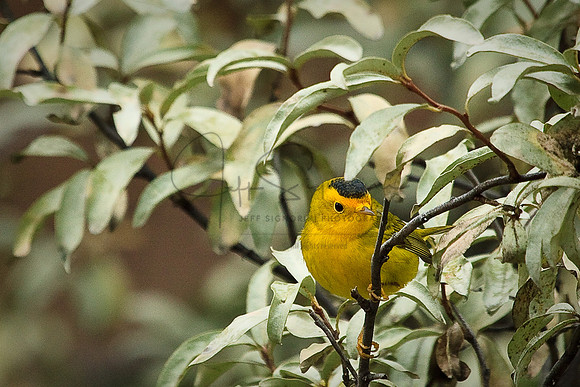 Wilson's Warbler