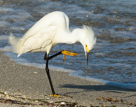 Snowy Egret