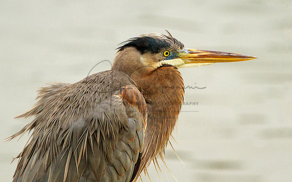 Bad Hair Day