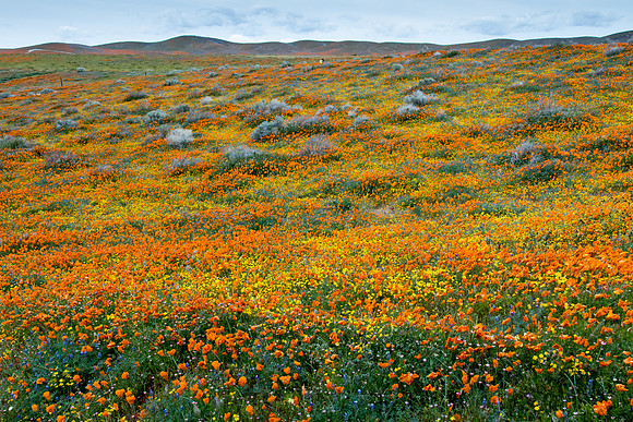 California Poppy Fields