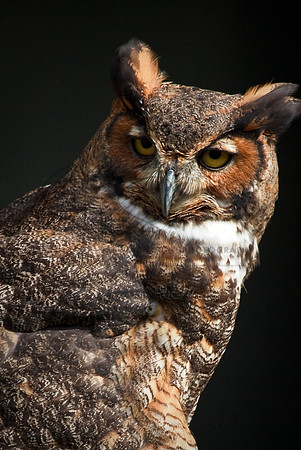 Owl