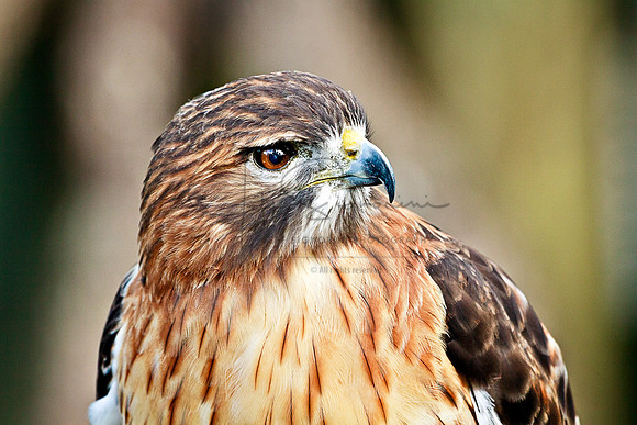 Hawk