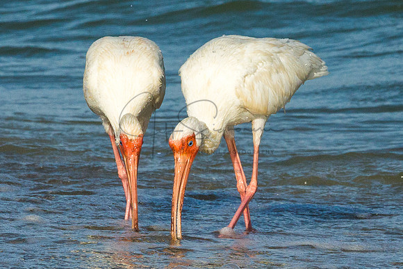 White Ibis