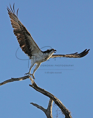 Osprey