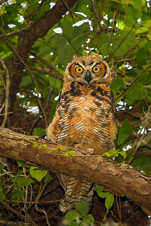 Great Horned Owl